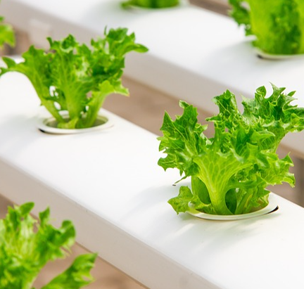 Hydroponics