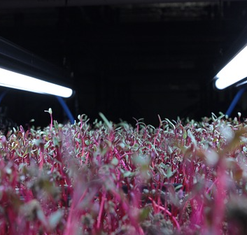 Microgreens